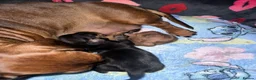 Miniature Dachshund dogs for sale: Miniature dachshund boy puppy  - Advert 7