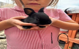 Mixed Breed rabbits for sale: Mixed breed baby bunnies  - Image 10