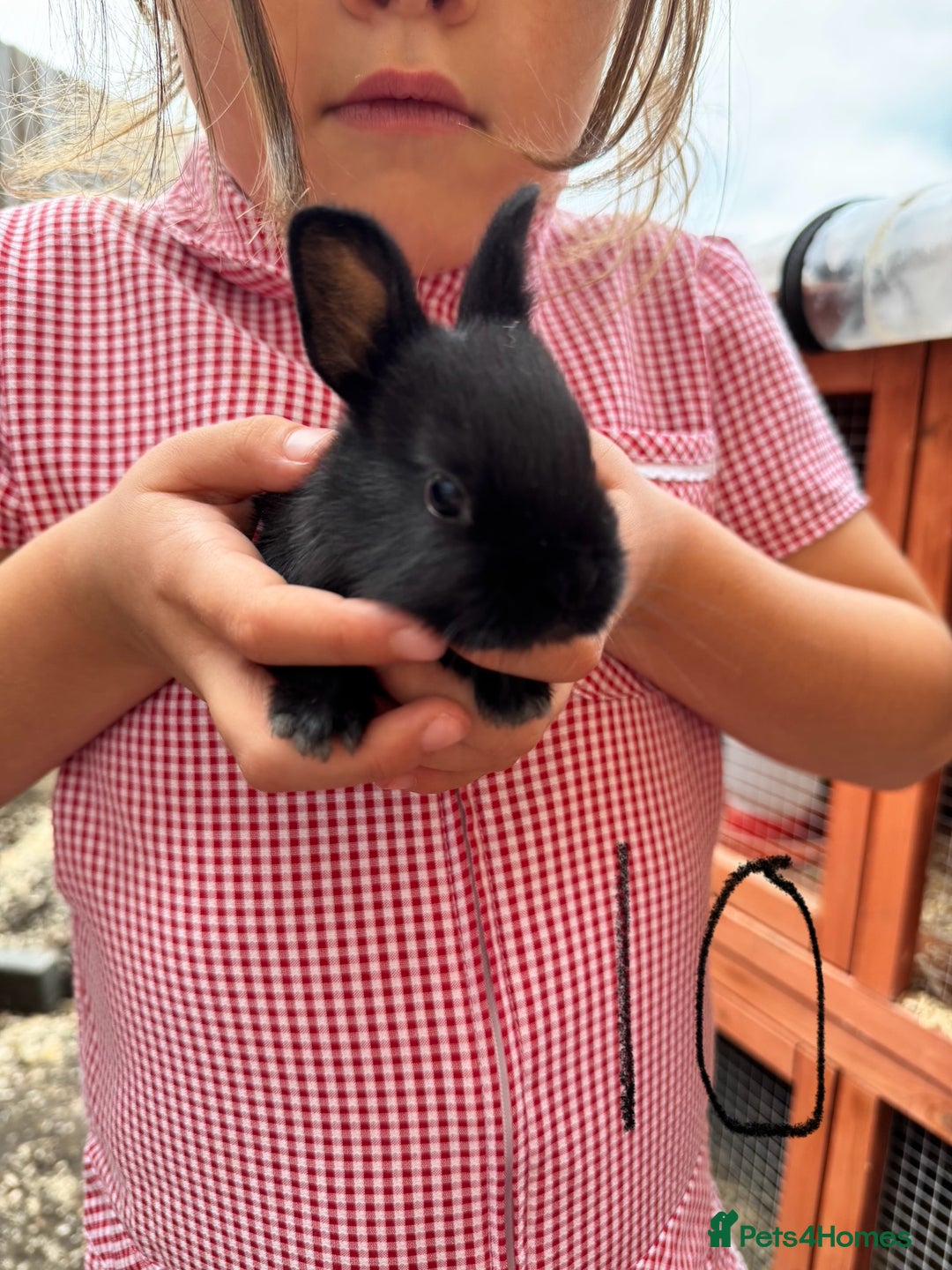 Mixed Breed rabbits for sale: Mixed breed baby bunnies  - Image 10