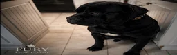 Cane Corso dogs for stud: FURY-JET BLACK CANE CORSO STUD   - Advert 9