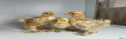 Chickens poultry for sale: MOTTLED PEKIN GROWERS  - Advert 1