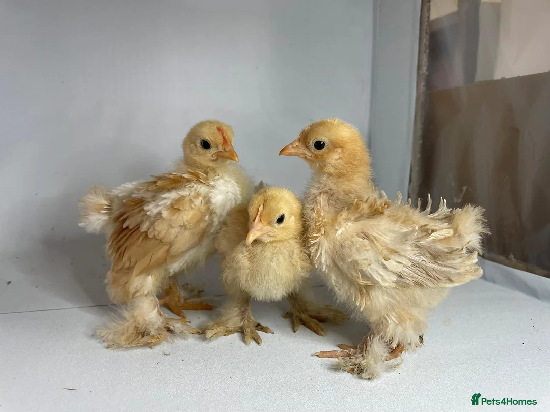 Chickens poultry for sale: MOTTLED PEKIN GROWERS  - Advert 1