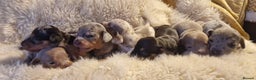 Dachshund dogs for sale: Beautiful litter of mini dachshunds  - Advert 16