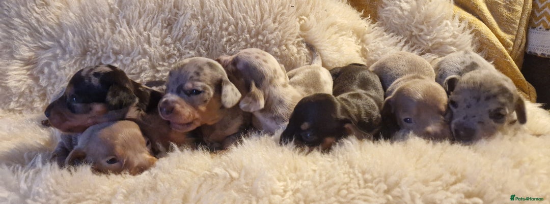 Dachshund dogs for sale: Beautiful litter of mini dachshunds  - Advert 16