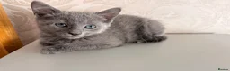 Russian Blue cats for sale: Beautiful Russian Blue Girl – 14 Weeks - Advert 4