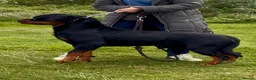 Rottweiler dogs for stud: Romanian Junior Champion Rottguardian Igor - Advert 3