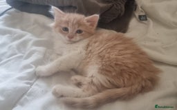 Mixed Breed cats for sale: Half norweigen forest cat 1/4 bengal 1/4 longhair - Image 19