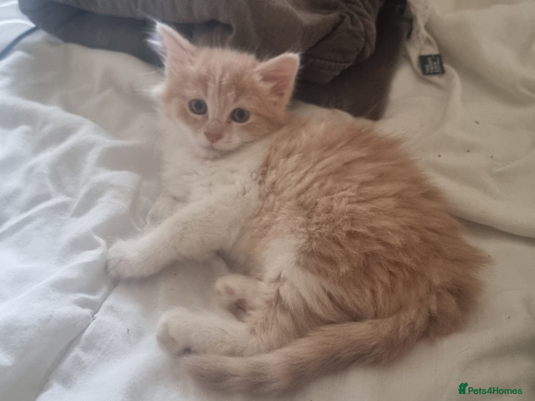 Mixed Breed cats for sale: Half norweigen forest cat 1/4 bengal 1/4 longhair - Image 19