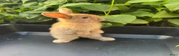Harlequin rabbits for sale: Gorgeous harlequin mini lops - Advert 26