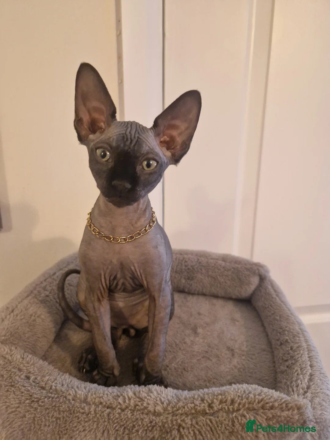Sphynx cats for sale: Canadian Sphynx kittens - Advert 4