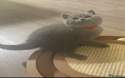 British Shorthair cats for sale: Chunky Female & Male BSH Kittens READY NOW in Herne Bay - Image 5