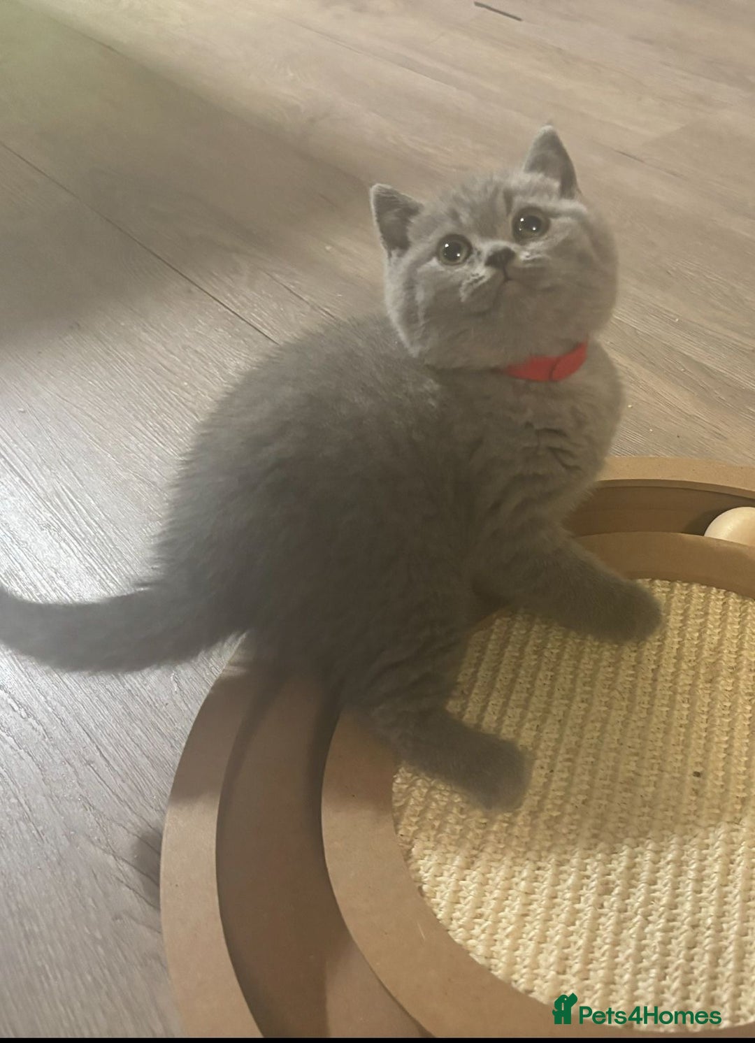 British Shorthair cats for sale: Chunky Female & Male BSH Kittens READY NOW in Herne Bay - Image 5