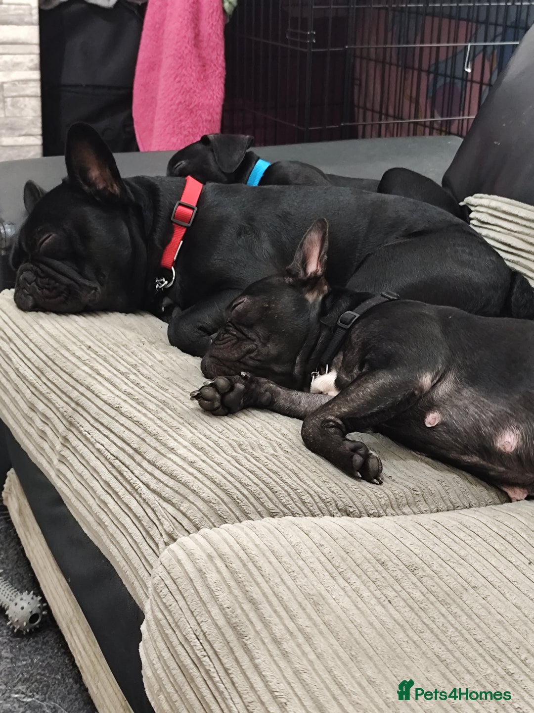 French Bulldog dogs for sale: French bulldog puppy READY TO LEAVE NOW - Advert 10
