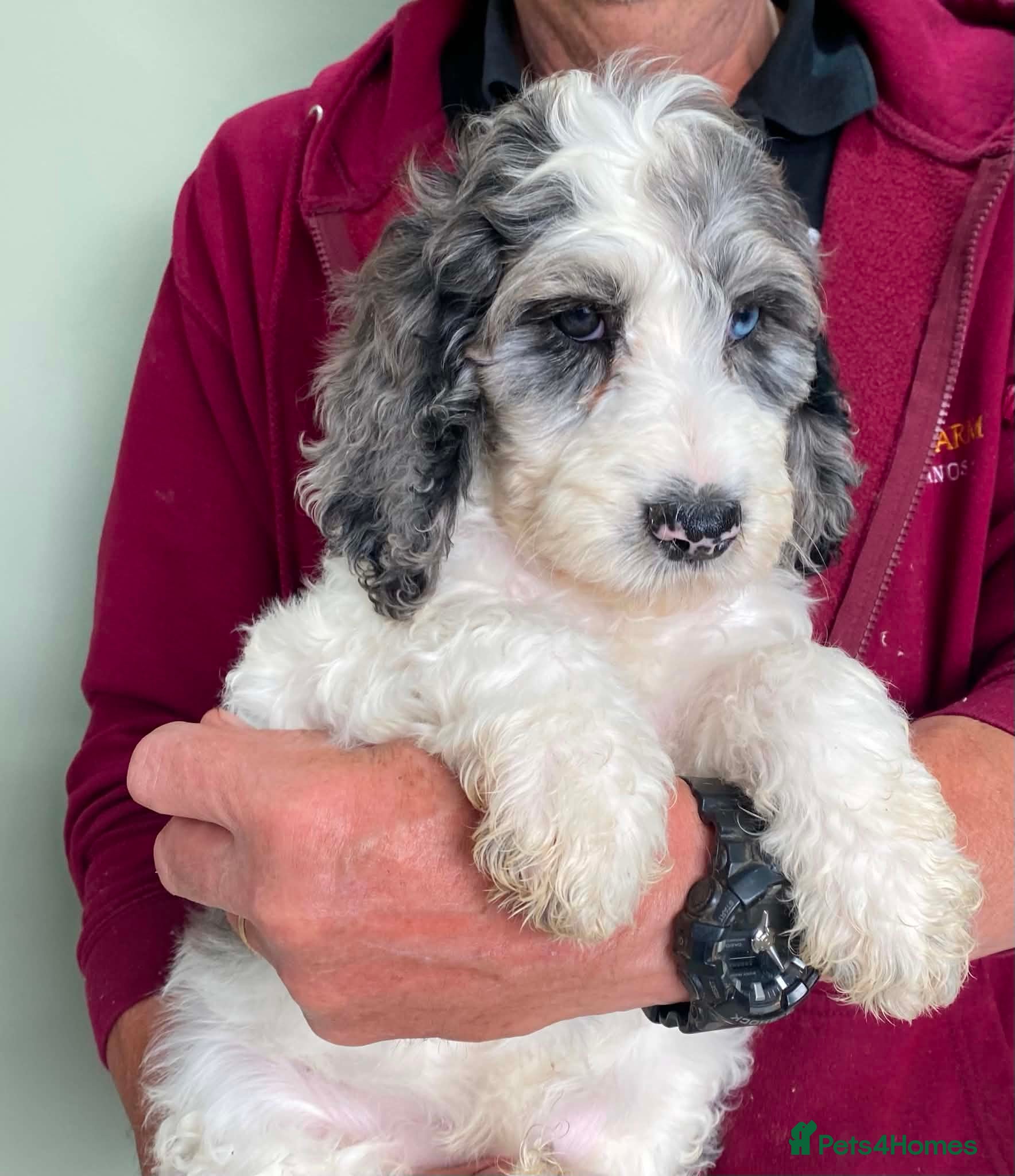 Cockapoo dogs SPECIAL COCKAPOO PUPS,LAST 2 PUPS. LARGE REDUCTION - Advert 2