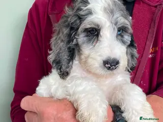 Cockapoo dogs SPECIAL COCKAPOO PUPS,LAST 2 PUPS. LARGE REDUCTION - Advert 2