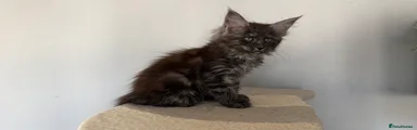 Maine Coon Kitten 5