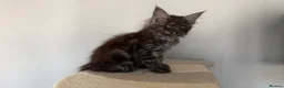 Maine Coon cats for sale: Maine coon kittens registered with GCCF - Advert 13