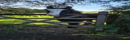 Welsh Section D horses for sale: 2 year old Elvis in Spilsby - Advert 1