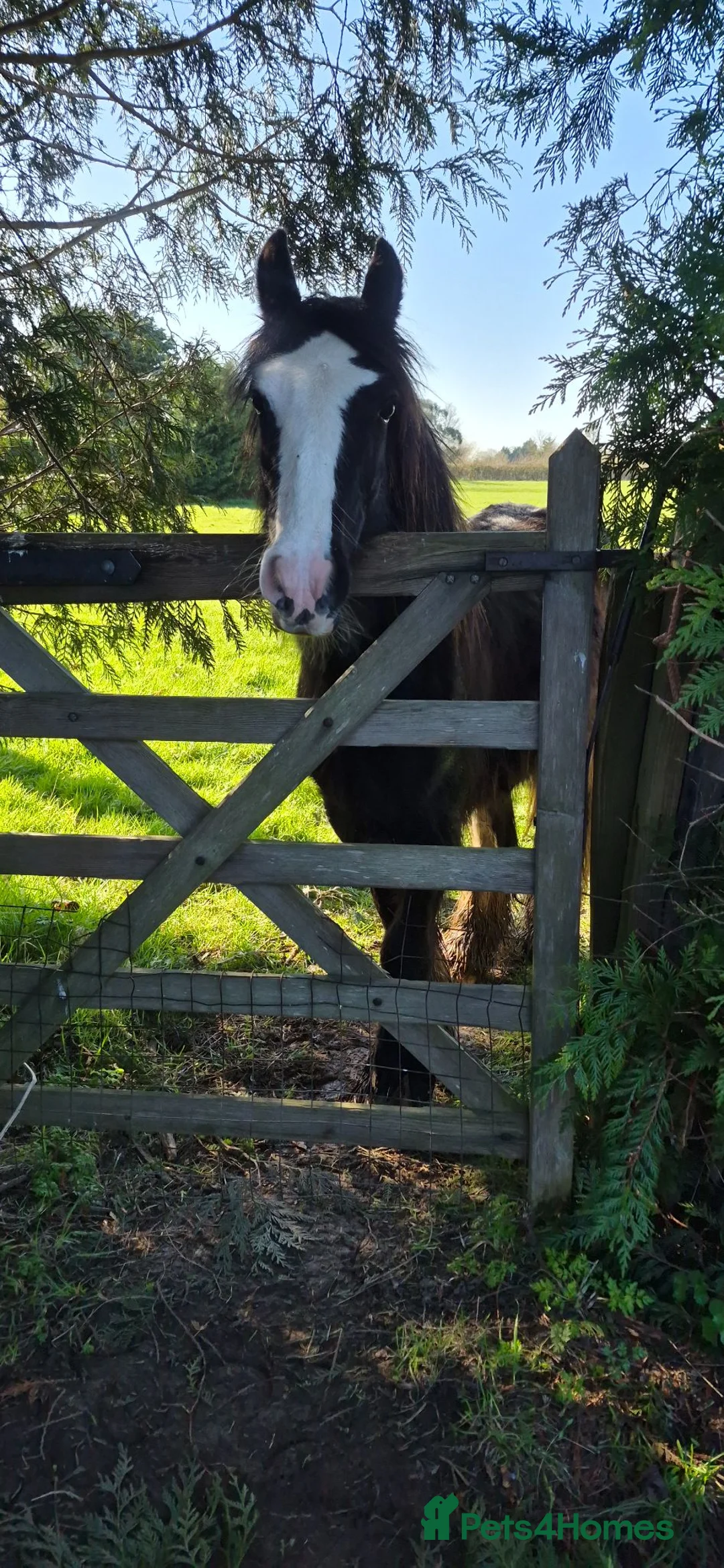 Welsh Section D horses for sale: 2 year old Elvis in Spilsby - Advert 1