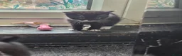 Mixed Breed cats for sale: Looking for homes - Advert 6