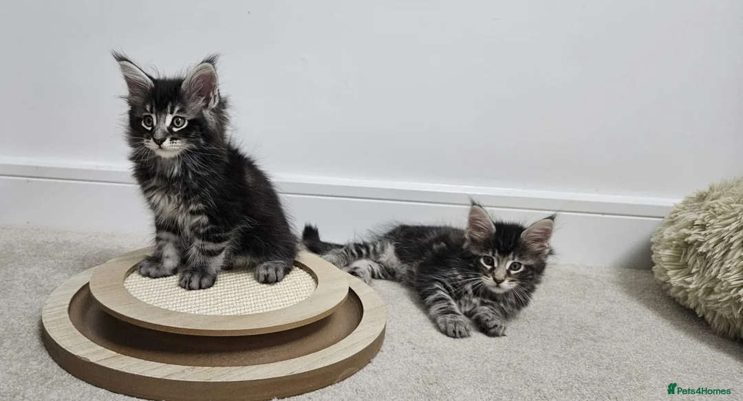 Maine Coon cats for sale: Beautiful Giant Maine coon  - Advert 2