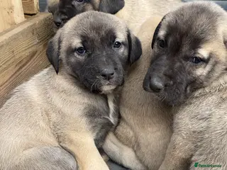Turkish Kangal dogs Turkish Kangal puppies - Advert 1