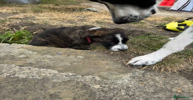 Mixed Breed dogs - Advert 6