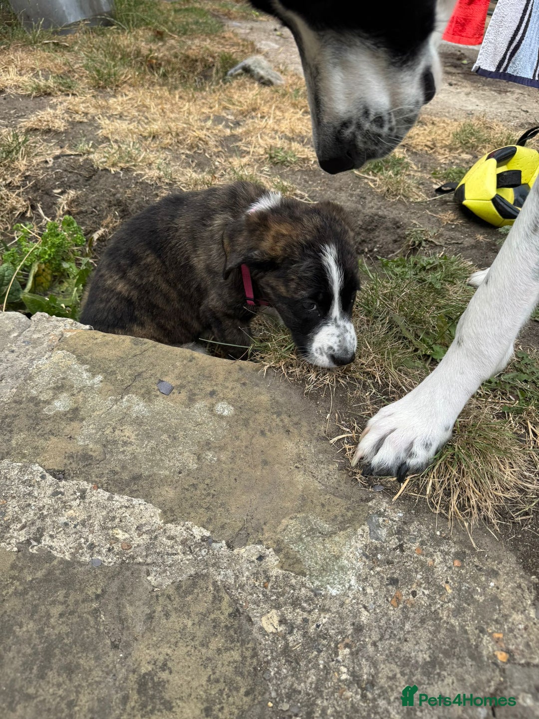 Mixed Breed dogs for adoption: Forest Gumps Litter - Image 3