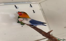 Lovebirds birds for sale: Proven breeding pair for Sale - Image 12