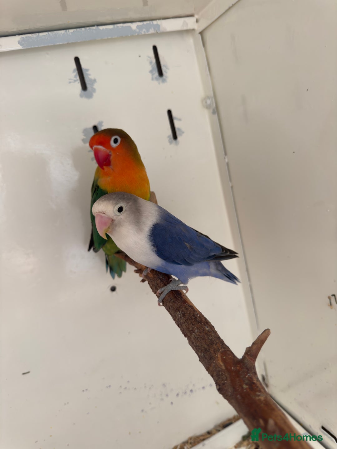 Lovebirds birds for sale: Proven breeding pair for Sale - Image 12