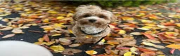 Maltipoo dogs for stud: Loveable Maltipoo Male 2yrs old. in Bedford - Advert 5