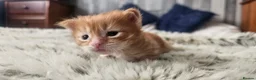 Mixed Breed cats for sale: Maine coon x kittens - Advert 36