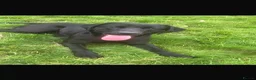 Labrador Retriever dogs for sale: 3 year old Labrador bitch  in Liverpool - Advert 2