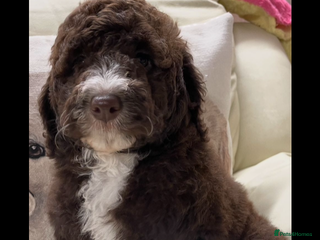 Mixed Breed dogs STUNNING DOUBLE DOODLES HEALTH TESTED PARENTAGE - Advert 1