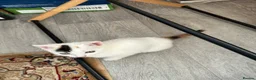 Turkish Angora cats for sale: Kittens for sale - Advert 3