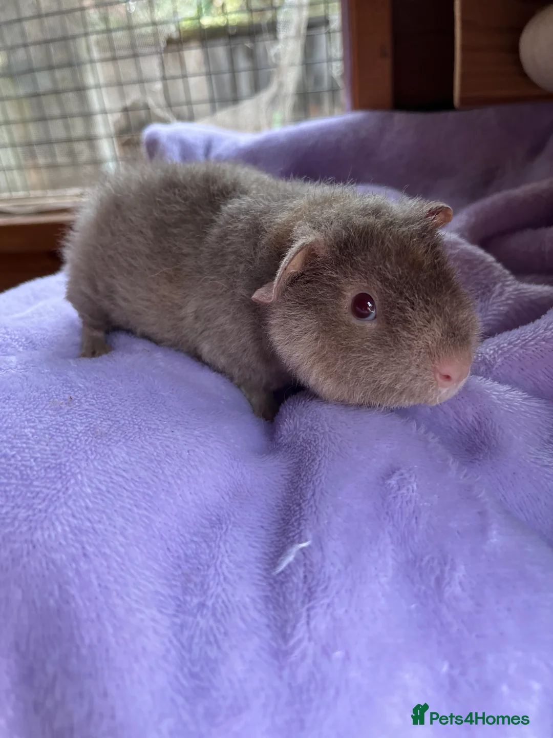 Guinea Pig rodents for sale: Young male Teddy - Advert 4