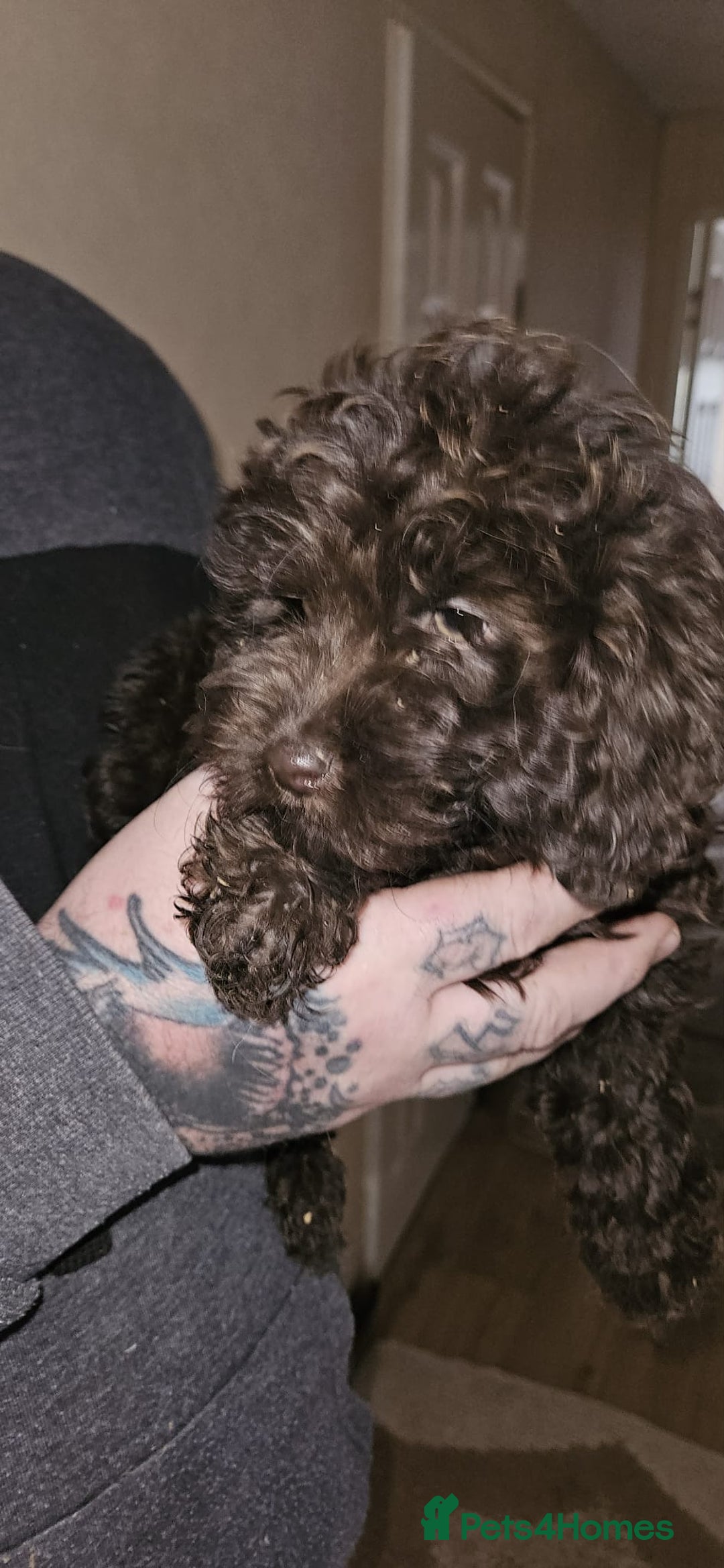 Cockapoo dogs for sale: 8 gorgeous cockapoo puppies - Advert 18