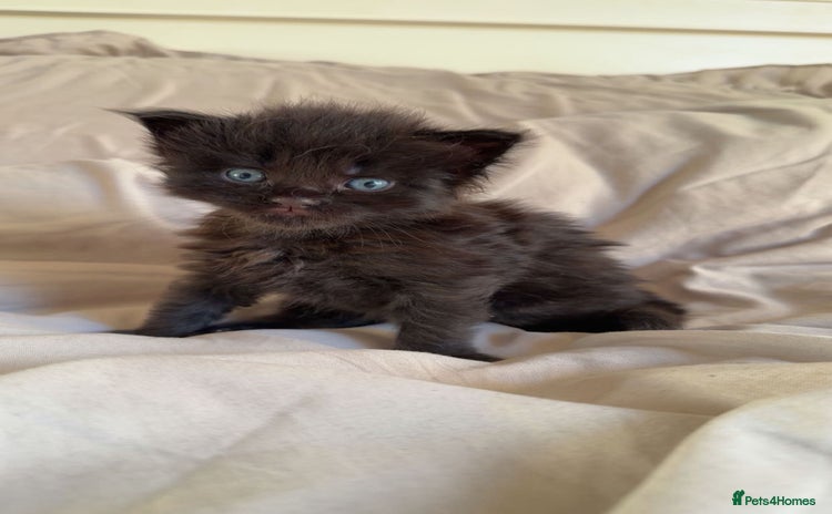 Maine Coon cats Beautiful Maine Coon Kittens - Advert 7