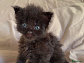 Maine Coon cats Beautiful Maine Coon Kittens - Advert 3