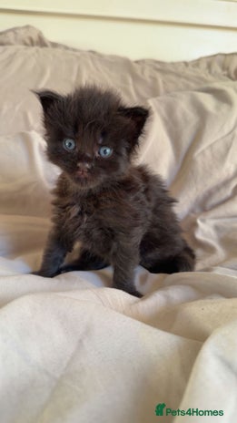 Maine Coon cats Beautiful Maine Coon Kittens - Advert 7