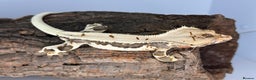 Gecko reptiles for sale: Adult Lilly white crested geckos cb24  - Advert 3