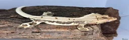 Gecko reptiles for sale: Adult male Lilly white crested gecko cb24 - Advert 3