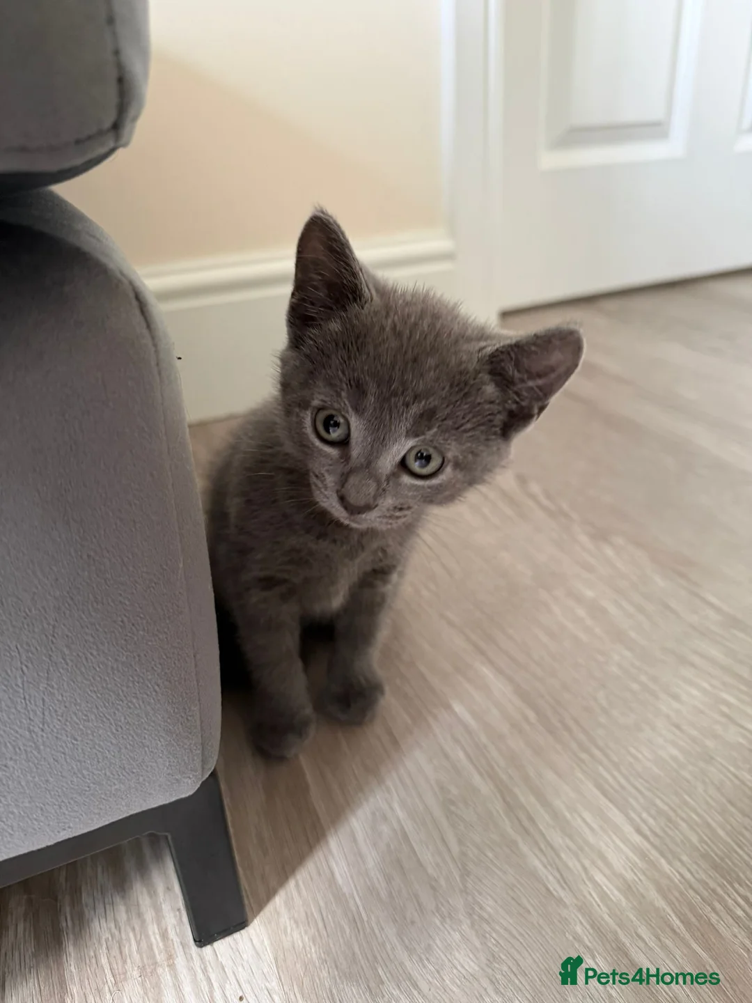 Mixed Breed cats for sale: 2 kittens looking for their forever homes  - Advert 5