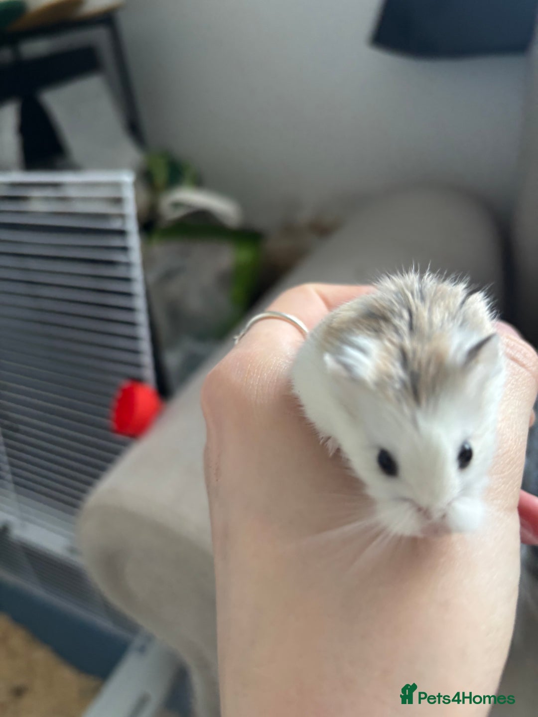 Hamster rodents for sale: Robo Hamster  - Advert 5