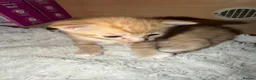 British Shorthair cats for sale: Kittens  in Congleton - Advert 7