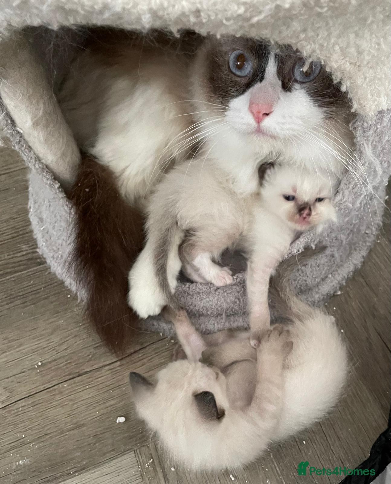 Ragdoll cats Purebred Female Seal Point Ragdoll Kitten £600 - Advert 1