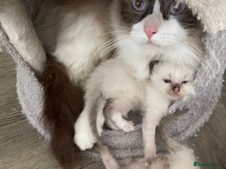 Ragdoll cats Purebred Female Seal Point Ragdoll Kitten £600 - Advert 1