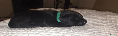 Labradoodle 7