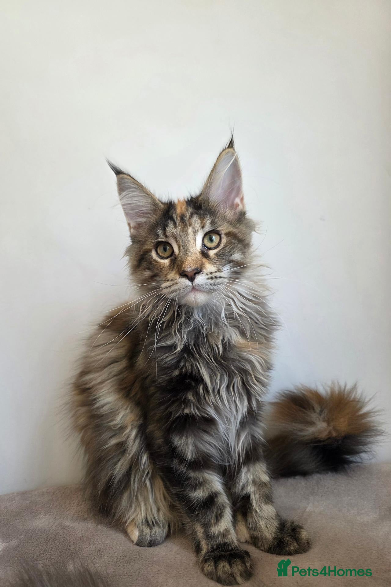 Maine Coon cats TICA Maine Coon Kittens | Russian Bloodlines - Advert 2