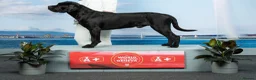 Cane Corso dogs for sale: Cane corso litter  - Advert 15